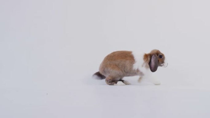 工作室肖像微型棕色和白色翻牌耳兔在白色背景上跳跃