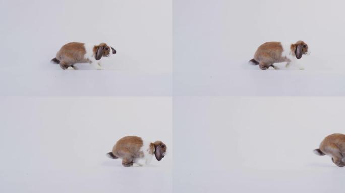 工作室肖像微型棕色和白色翻牌耳兔在白色背景上跳跃