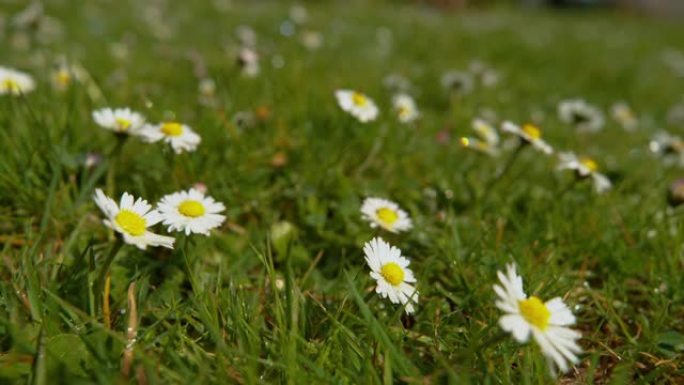 特写: 无数精致的白花在充满活力的绿色草地上发芽。