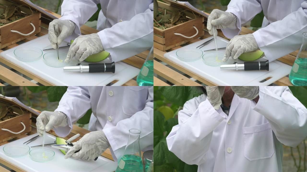 成熟的男性科学家正在研究哈密瓜的甜味