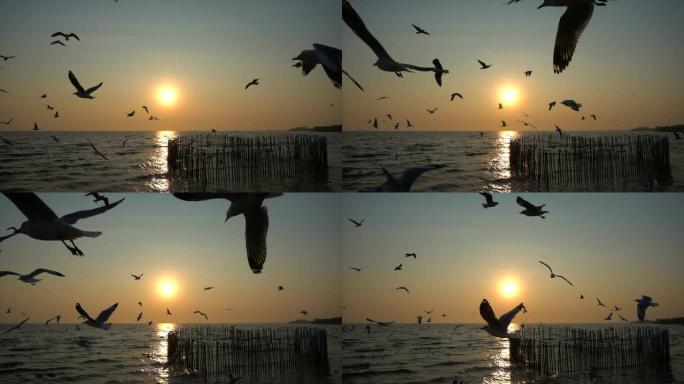 慢动作海鸥和日落
