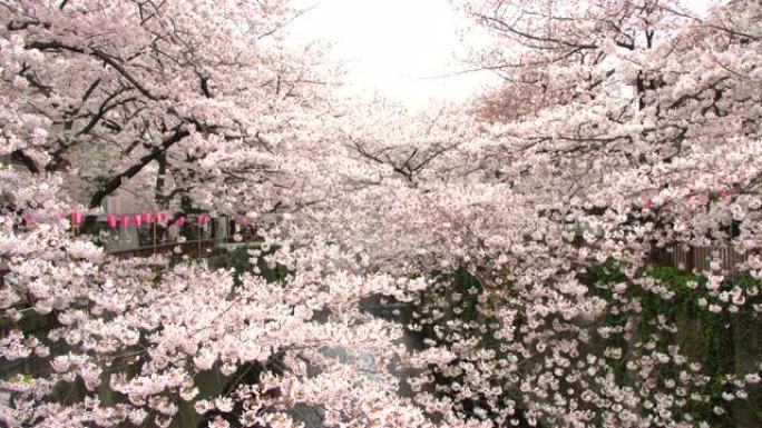 日本东京目黑河的樱花