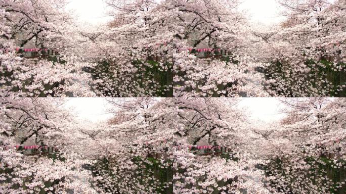 日本东京目黑河的樱花
