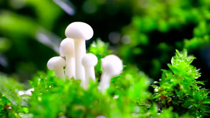 森林中的蘑菇蟹脚菇海鲜菇雨水