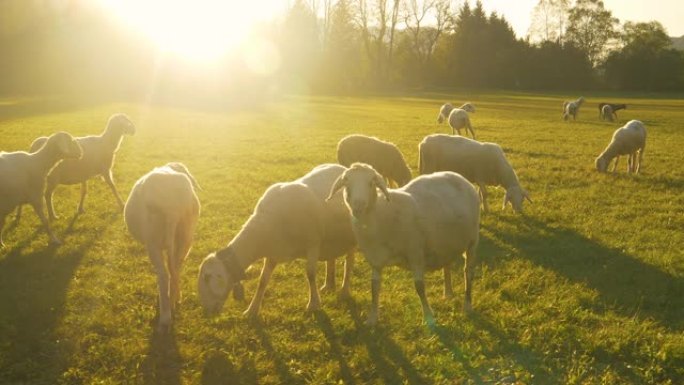 镜头耀斑: 日出照亮了草地，所以可爱的绵羊可以在草地上觅食