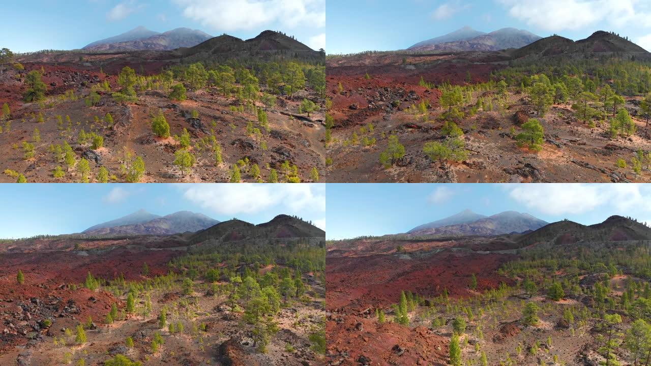 飞越绿色松树和火山棕色土壤。背景中的泰德火山。西班牙加那利群岛特内里费泰德国家公园火山景观的航拍