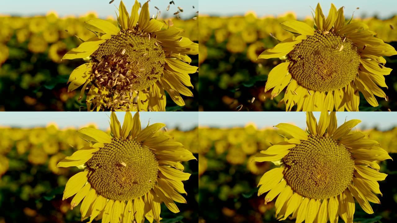 铜葵花籽击中充满活力的黄色向日葵