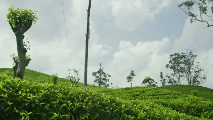 斯里兰卡茶树茂盛的绿色山坡