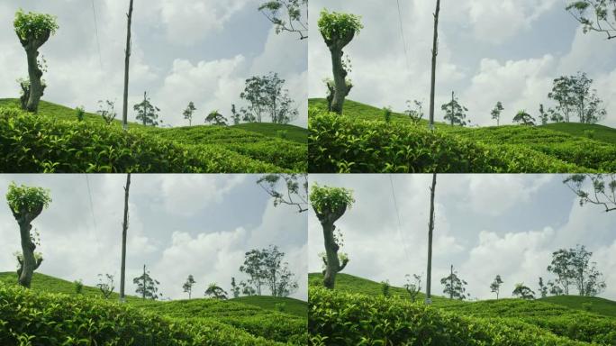 斯里兰卡茶树茂盛的绿色山坡