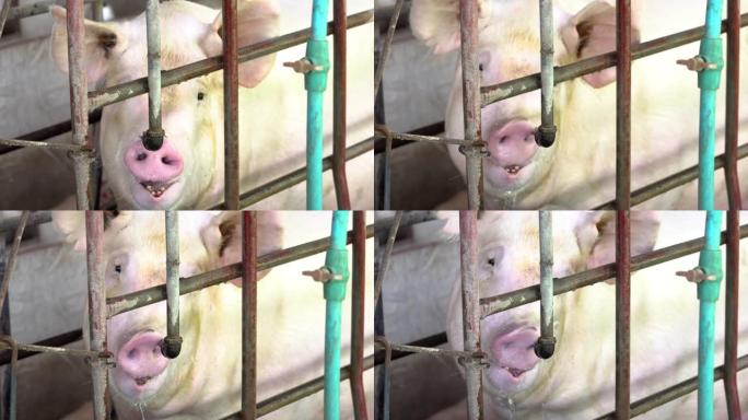 4k镜头场景特写猪的脸从工厂养猪场的自来水，牲畜和家畜概念