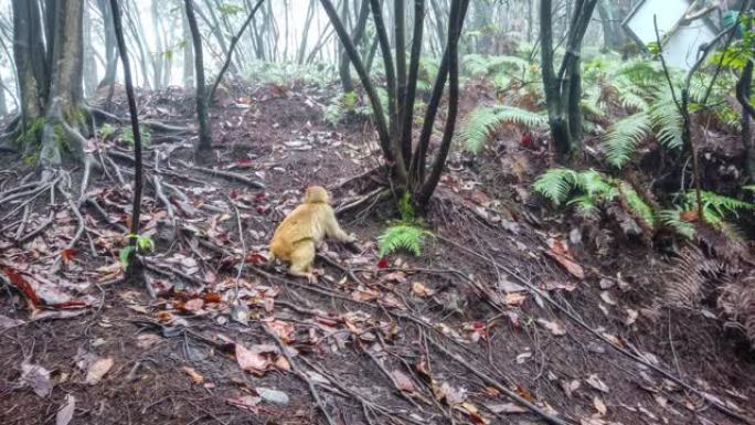 张家界的猴子保护区金丝猴山上