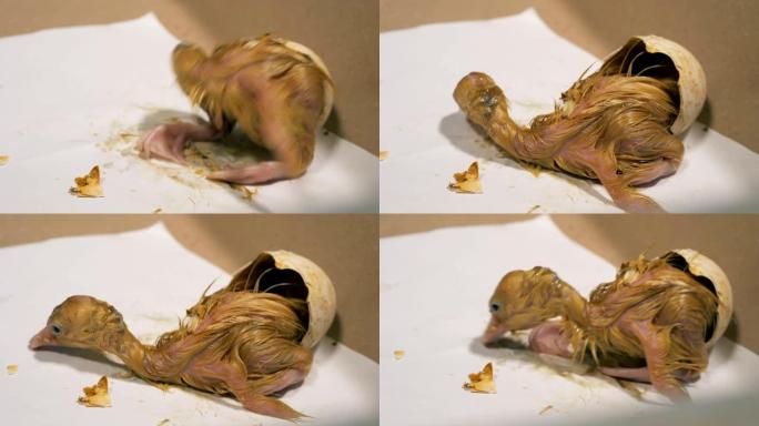 蛋壳破裂的小鸭子，特写。