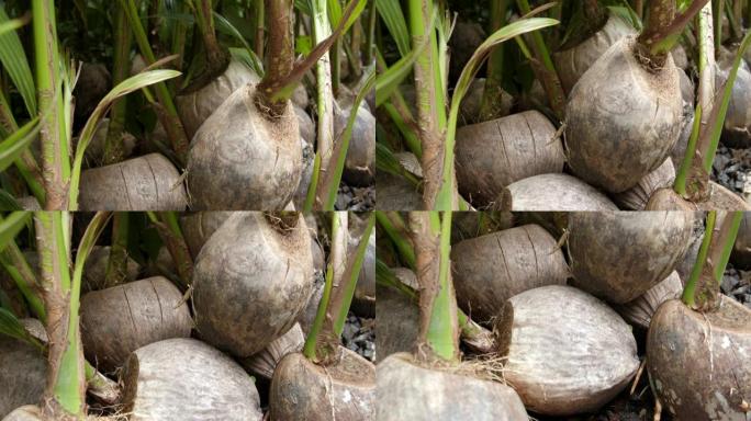 泰国的小椰子树植物