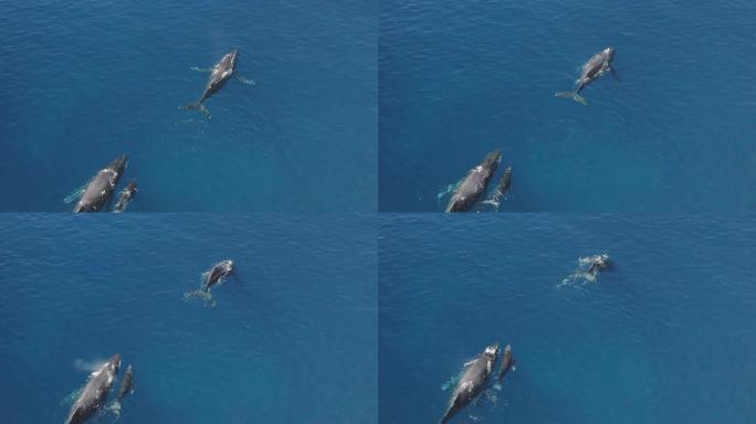 座头鲸荚的鸟瞰图座头鲸海洋大型生物