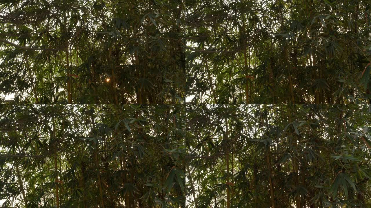 4k DCI晚上竹树和太阳耀斑的镜头。自然概念