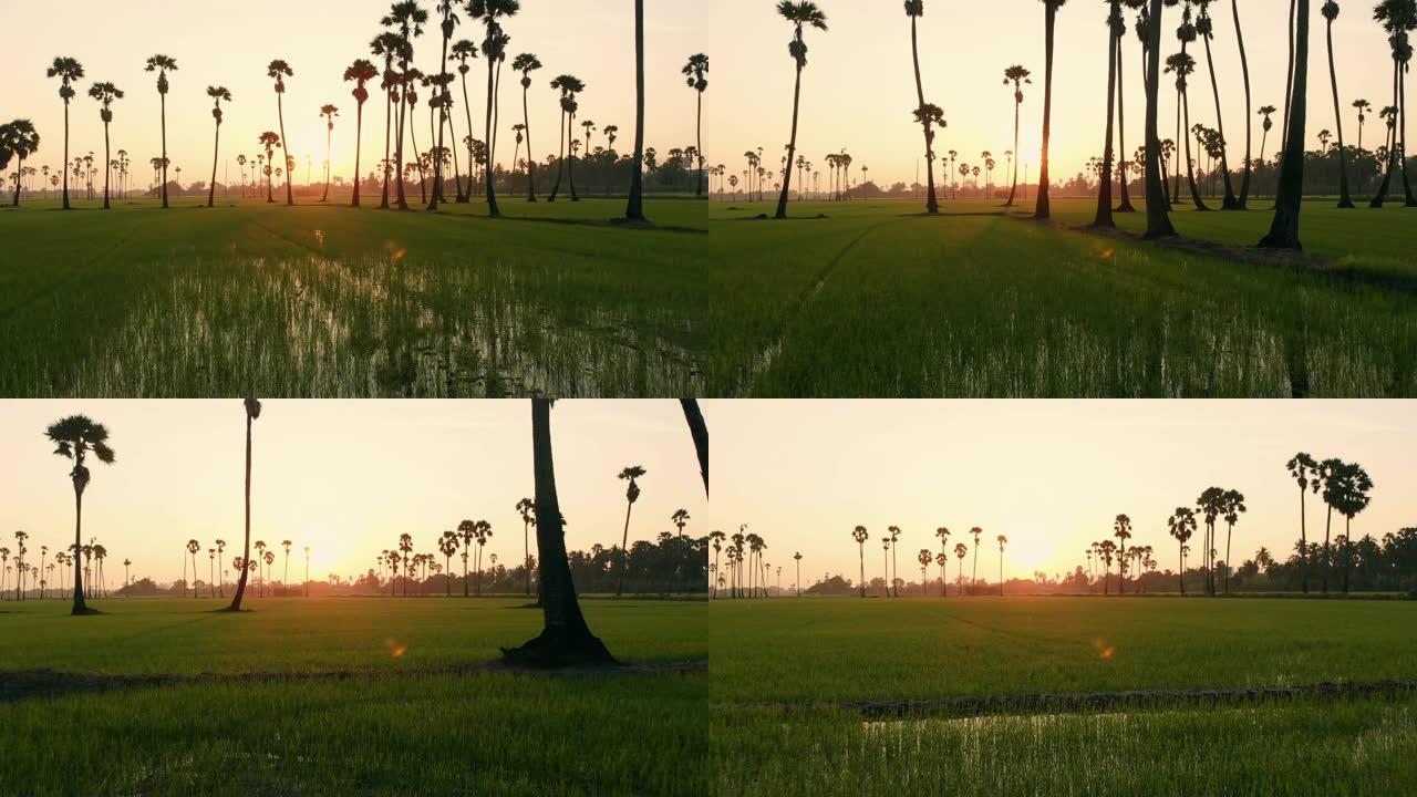 飞上而多莉前进: 日出时间的稻田和棕榈树。
