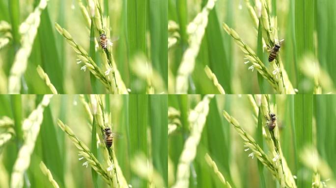 有机稻田里的慢镜头蜜蜂。