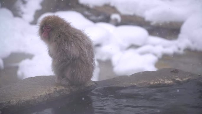 冬季，日本长野的日本猕猴或雪猴与温泉在雪猴公园或jigokudaani Yaen-Koen