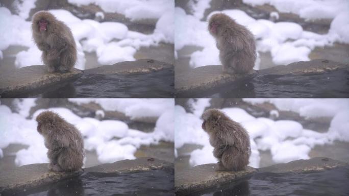 冬季，日本长野的日本猕猴或雪猴与温泉在雪猴公园或jigokudaani Yaen-Koen