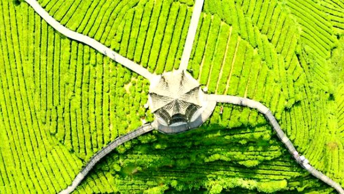 绿茶种植园露台的鸟瞰图
