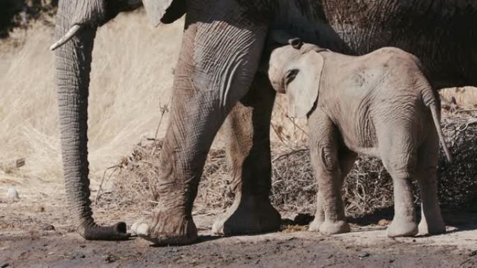 纳米比亚埃托沙国家公园母亲哺乳的可爱小象特写镜头
