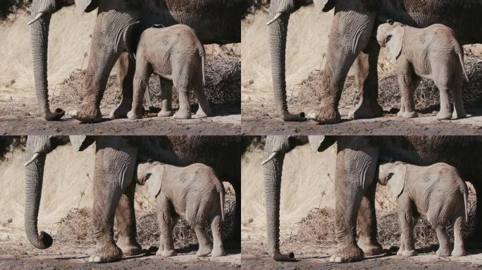 纳米比亚埃托沙国家公园母亲哺乳的可爱小象特写镜头