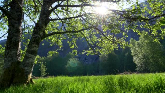 草地、绿草和树木的夏季景观。万向节射击。UHD, 4K