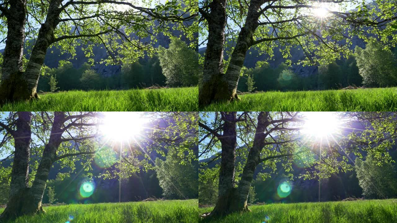 草地、绿草和树木的夏季景观。万向节射击。UHD, 4K