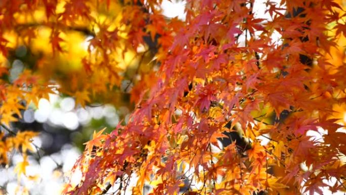 日本秋叶染红秋天香山红叶