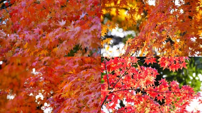 日本秋叶染红秋天香山红叶