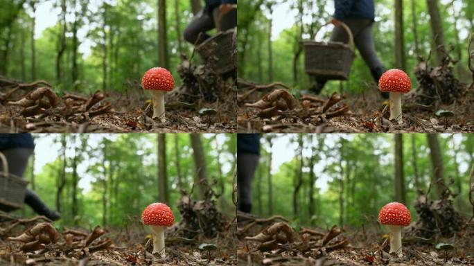 在森林中生长的红色和白色蘑菇