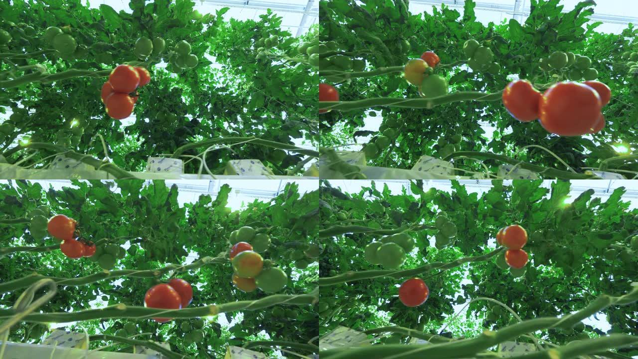 温室中生长的番茄植物。