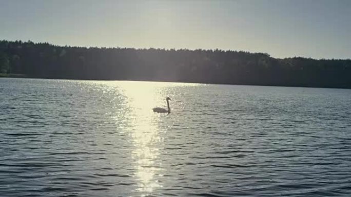 天鹅在湖上漂流。秋季景观