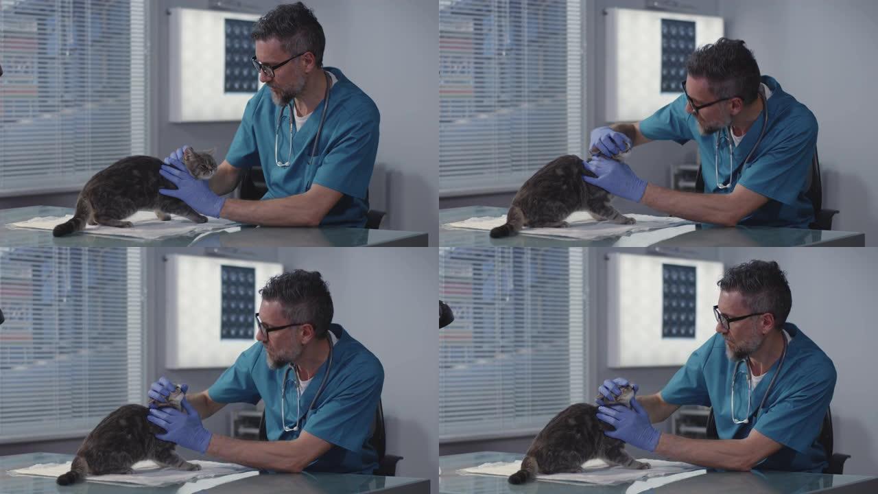 男性兽医检查猫医院戴手套毛孩子