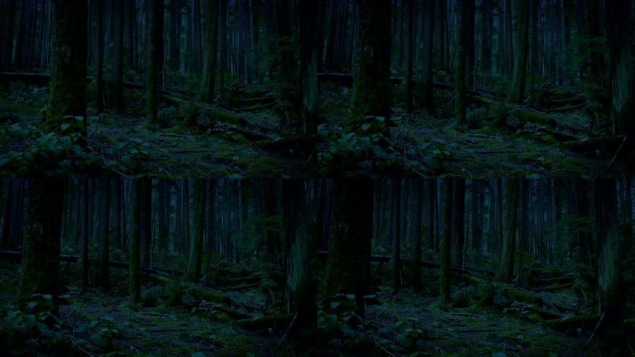 深夜穿越森林野外深林树木植被危险环境