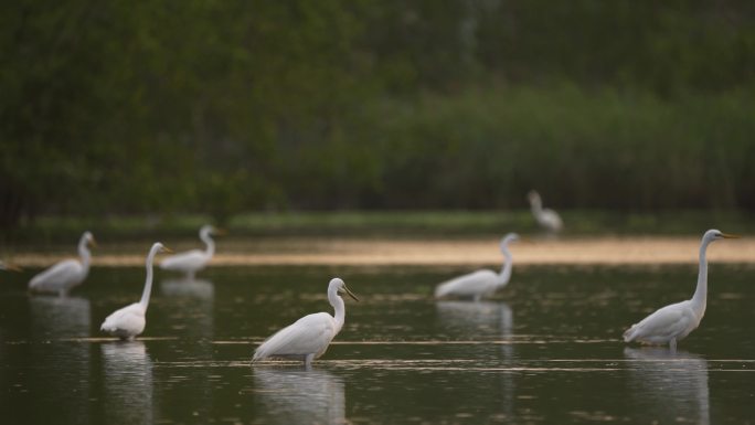 湿地早晨白鹭阳光