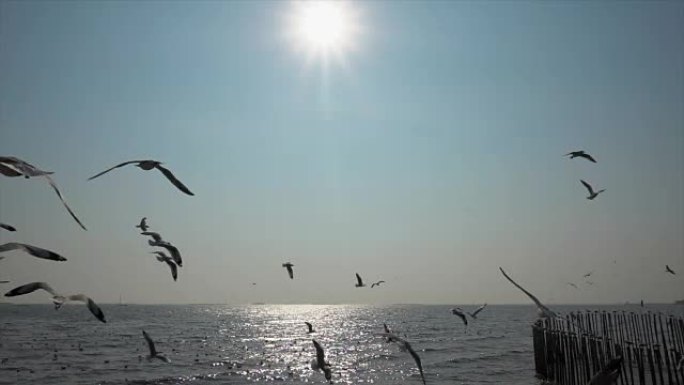 慢动作海鸥和日落海鸥飞翔