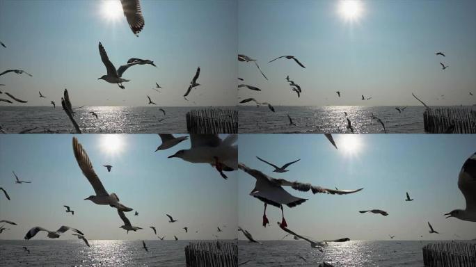 慢动作海鸥和日落海鸥飞翔