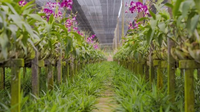 农业兰花花卉种植背景。农业，春天，生长，环境