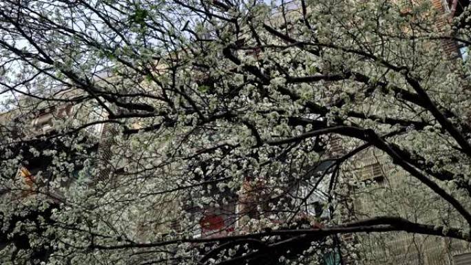 樱花祭樱花树。纽约。Soho。典型的房屋背景