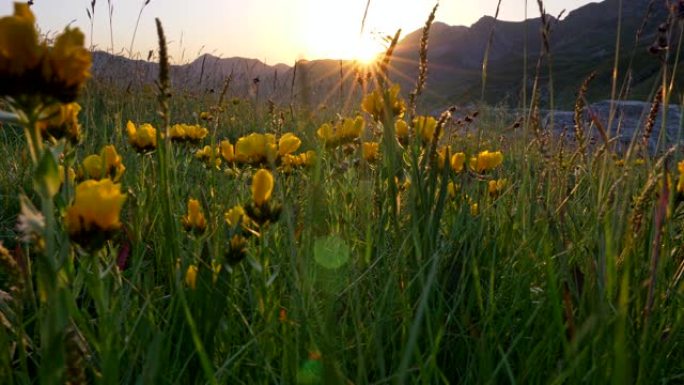 高山花卉和高山日落的万向镜头。背光处的黄色花朵草地