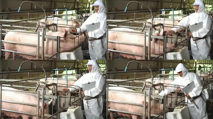 4k镜头亚洲兽医在工厂养猪场照顾猪，牲畜和家畜概念