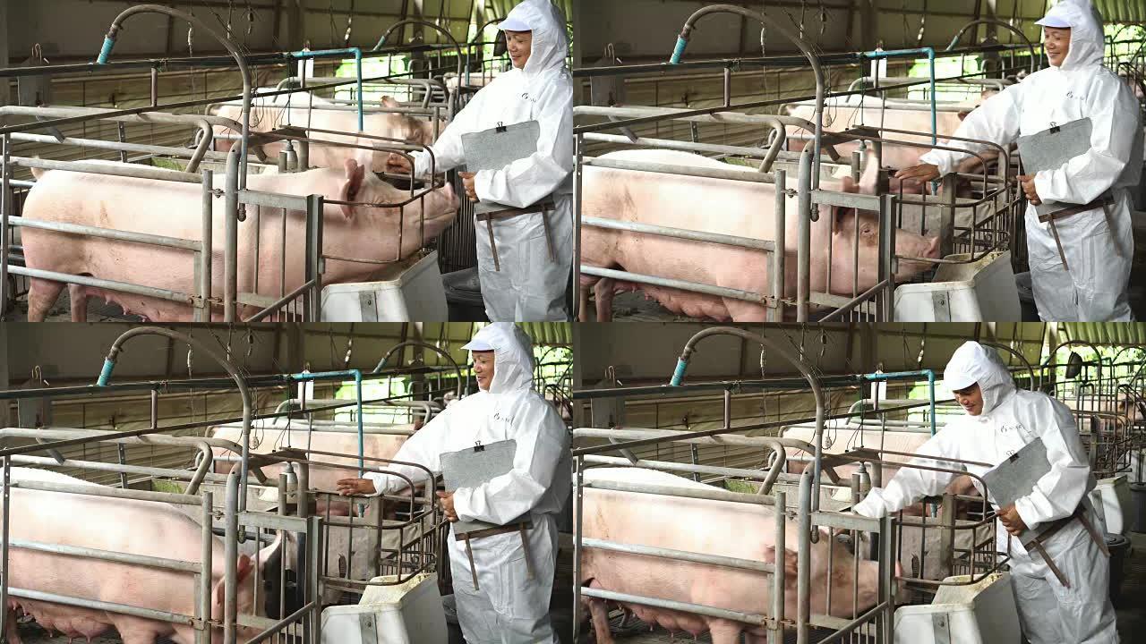 4k镜头亚洲兽医在工厂养猪场照顾猪，牲畜和家畜概念
