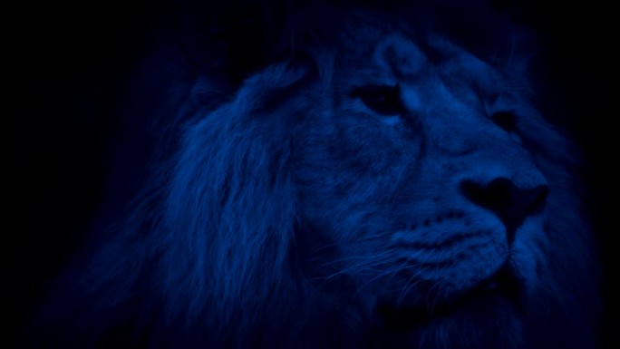 夜晚丛林中的狮子