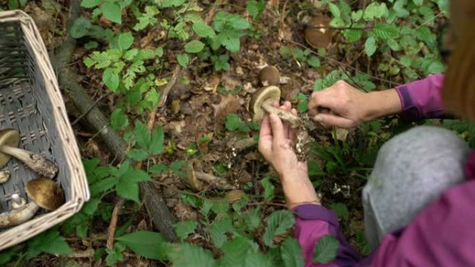 女士在森林中收获和清洁蘑菇