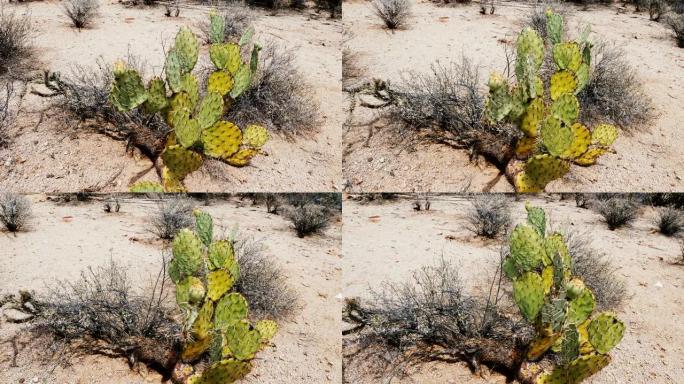 在美国亚利桑那州国家公园，刺梨仙人掌从绿色变黄色的美丽平移特写镜头。