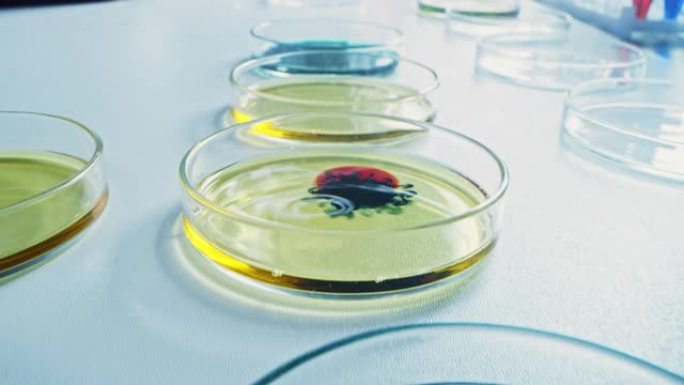 微生物实验室: 培养皿与各种细菌样品，移液器滴液体溶液。药物研究的概念为抗生素，治疗疾病，新的生态能