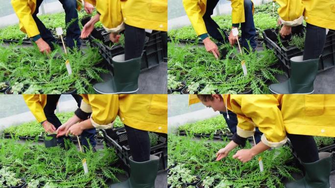 两个园丁在植物苗圃中布置植物