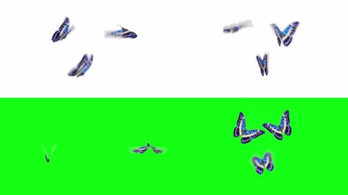 美丽的蓝色蝴蝶Morpho Menelaus飞入屏幕，坐下来飞走。白色绿色背景特写。具有Alpha通