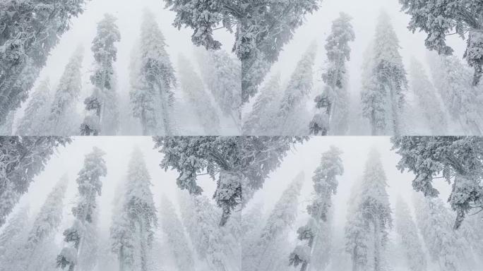 森林里下雪的冬日自然风光雪景雾凇美景
